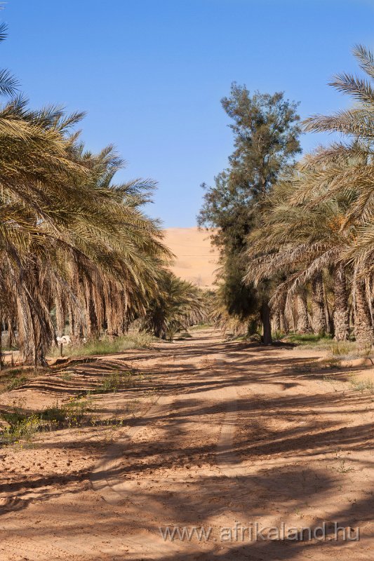 Saharun_407.jpg