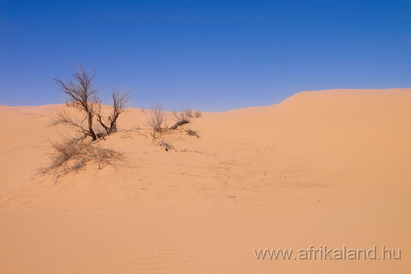 Saharun_418.jpg