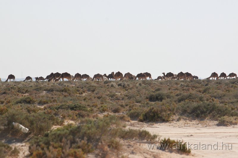 Saharun_531.JPG